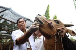 Cegah PMK dan LSD, DKPP Surabaya Periksa Hewan Kurban Jelang Iduladha 1446 H 