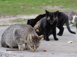 Hari Rabies Sedunia, Puluhan Kucing Liar di Kota Madiun Disuntik Vaksin