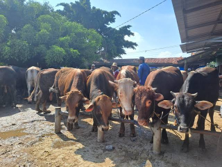 Waspada PMK, Fraksi PDIP Tuban Serukan Peternak Jaga Kondisi Kebersihan Kandang