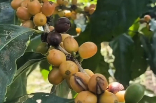 Mencicipi Kopi Yellow Caturra dan Bourbon di Lereng Gunung Raung Banyuwangi