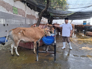RPH Surabaya Catat 180 Sapi Kurban pada Iduladha 2026, Layanan Jasa Potong Meningkat 
