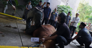 KPK Sembelih 8 Sapi Kurban di Iduladha 2026