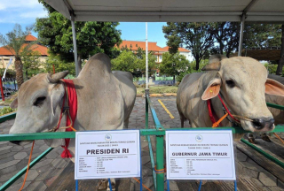 Sapi Kurban Presiden Prabowo hingga Khofifah Mejeng di Masjid Al Akbar Surabaya, Bobot Tembus 1,1 Ton
