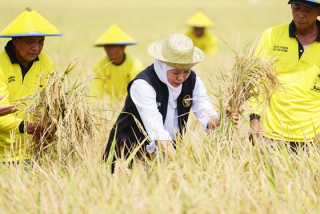 Jatim Kembali Jadi Raja Padi Nasional, Produksi Tembus 7,71 Juta Ton