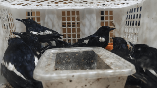 69 Burung Ilegal Diselundupkan ke Surabaya, Karantina Jatim Bongkar Modus Sembunyi di Kardus