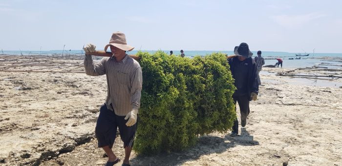 Dari Laut ke Meja Dunia: Potensi Permata Hijau dari Madura