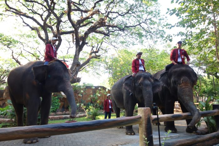 Libur Lebaran di KBS: Pertunjukan Seni, Musik, dan Edukasi Satwa Menanti Pengunjung