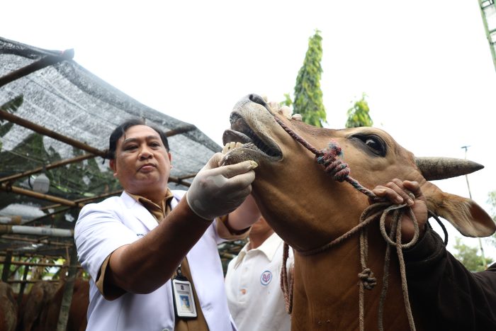 Cegah PMK dan LSD, DKPP Surabaya Periksa Hewan Kurban Jelang Iduladha 1446 H 