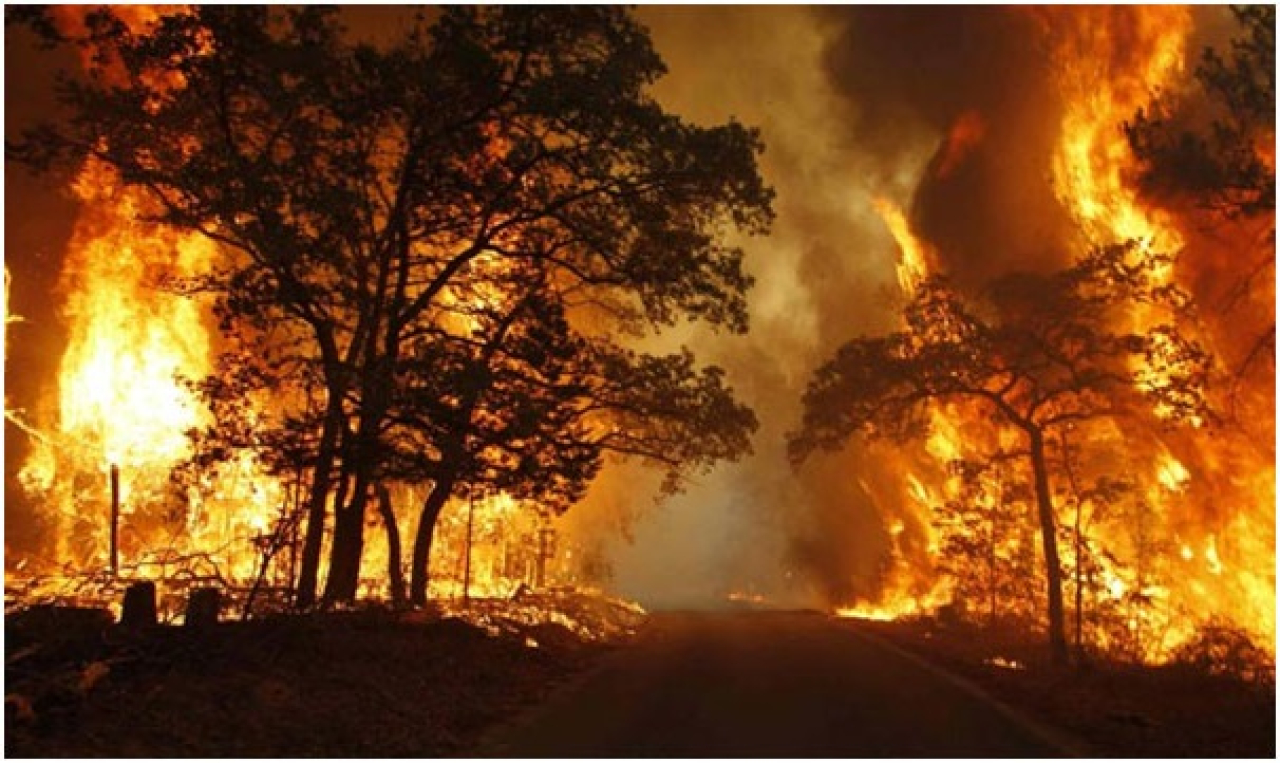 Ilustrasi. Kebakaran hutan. (Foto: Internet)