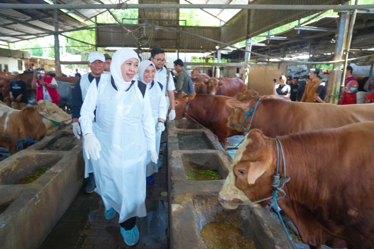 Gubernur Jawa Timur, Khofifah Indar Parawansa, meninjau kondisi ternak di UD Sapi Baru, Desa Sukorejo, Kecamatan Loceret, Kabupaten Nganjuk, Sabtu (2/5/2026), guna memastikan kesiapan dan kualitas hewan kurban menjelang Iduladha 1447 H. (Humas Pemprov Jat