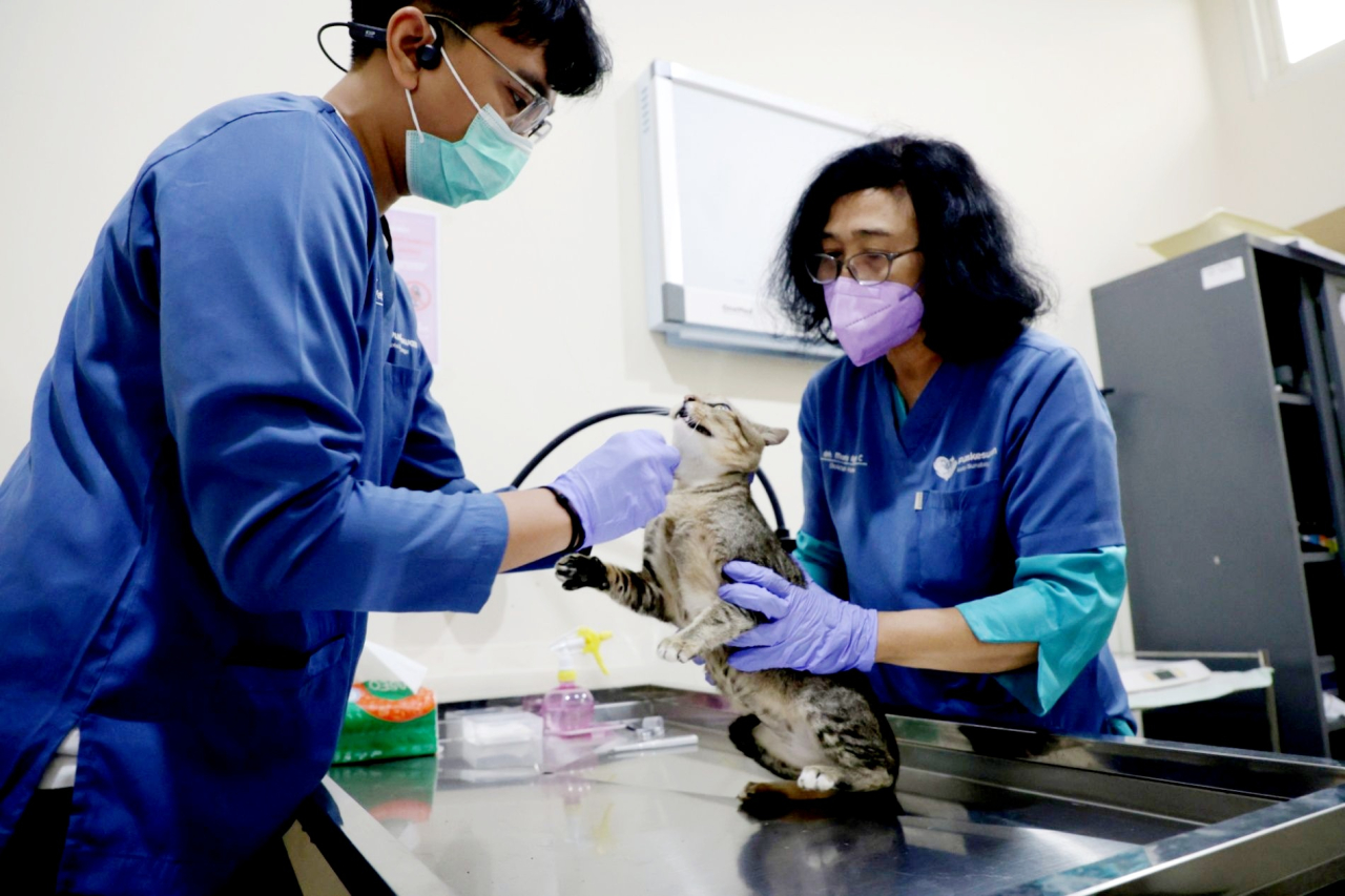 Pemkot Surabaya lakukan sterilisasi kucing.