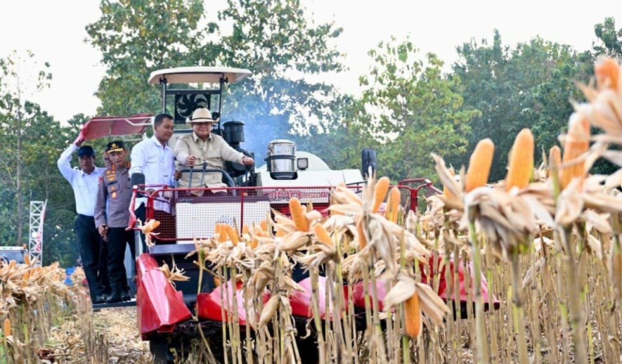 Presiden Prabowo Subianto melakukan kegiatan Panen Raya Jagung Serentak Kuartal II Tahun 2026 yang digelar di Kabupaten Tuban, Jawa Timur, Sabtu (16/5/2026). (Foto BPMI Setpres)