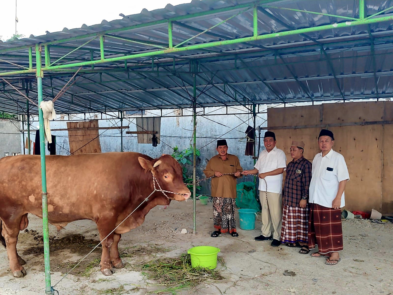 Budiono, anggota DPRD Jatim dari Fraksi Gerindra mendampingi proses penyerahan sapi kurban seberat 1,2 ton di Pondok Pesantren Modern Al Fatimah Bojonegoro, Selasa (26/5/2026).