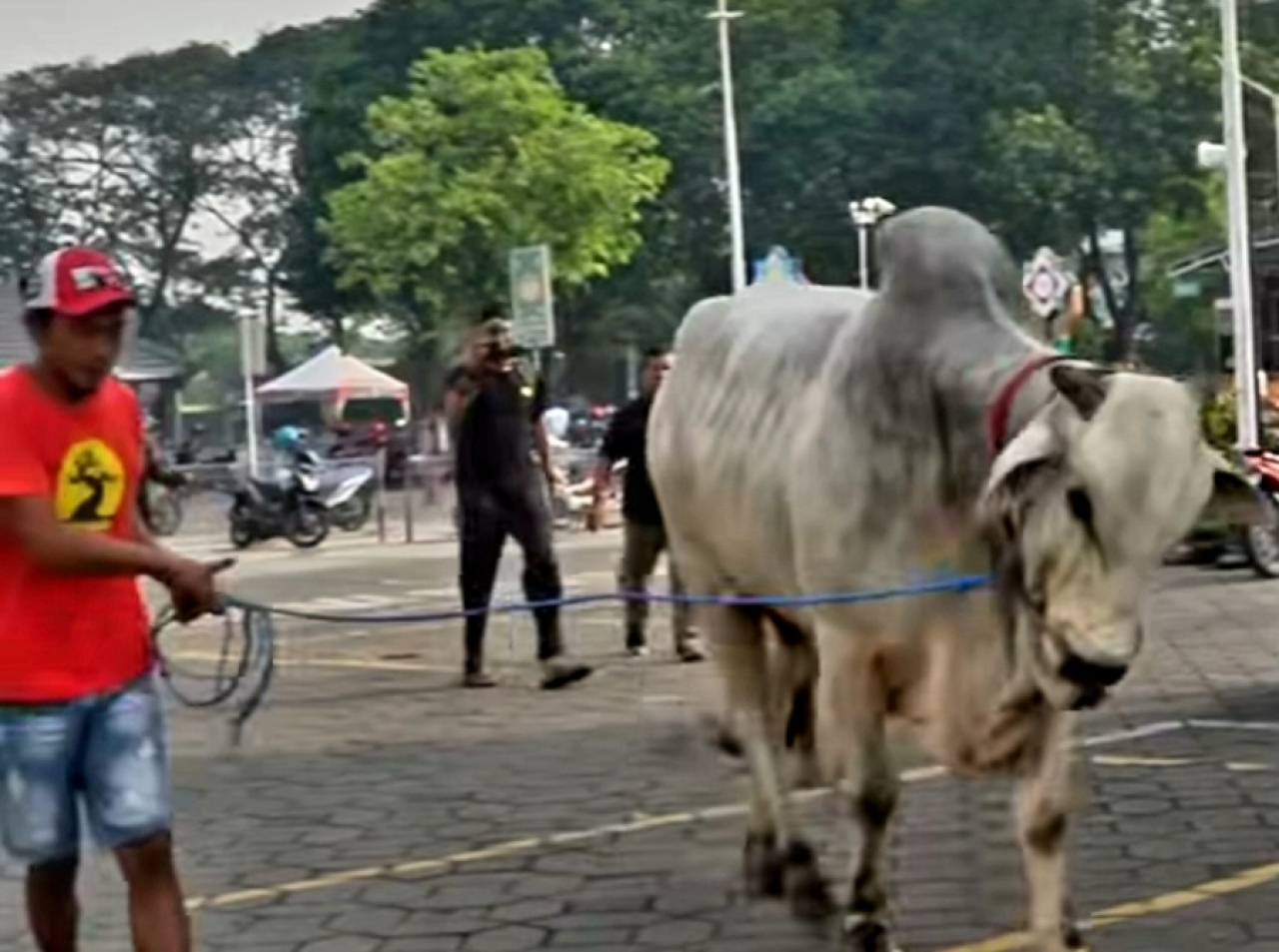 Sapi kurban seberat 1,1 Ton Presiden Prabowo di Masjid Nasional Al Akbar Surabaya.